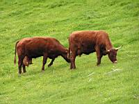Vaches (10)